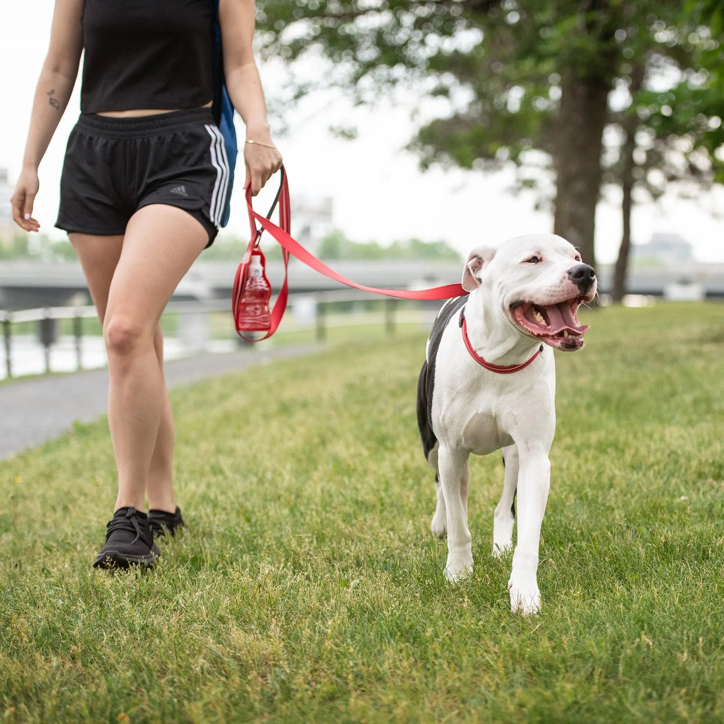 GF Pet Reflective Collar