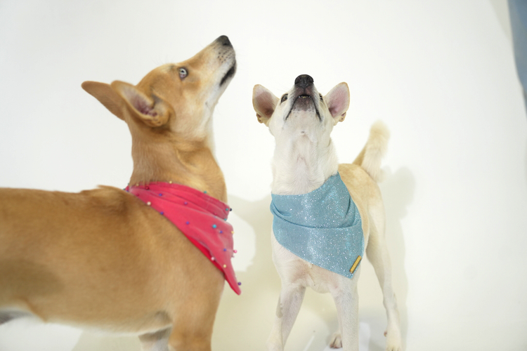Encendido Bandana