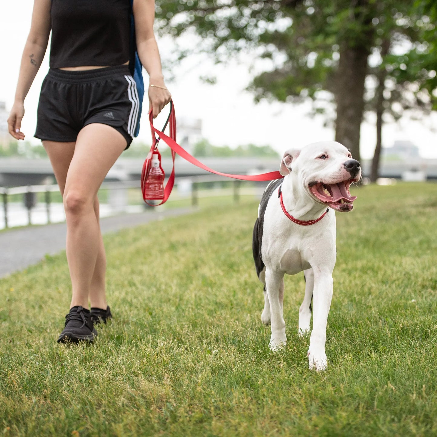 GF Pet  Reflective Leash