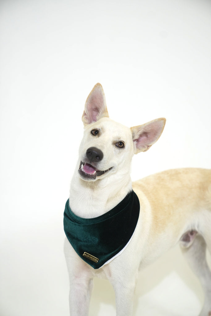 Hunter Green Velvet Christmas Bandana