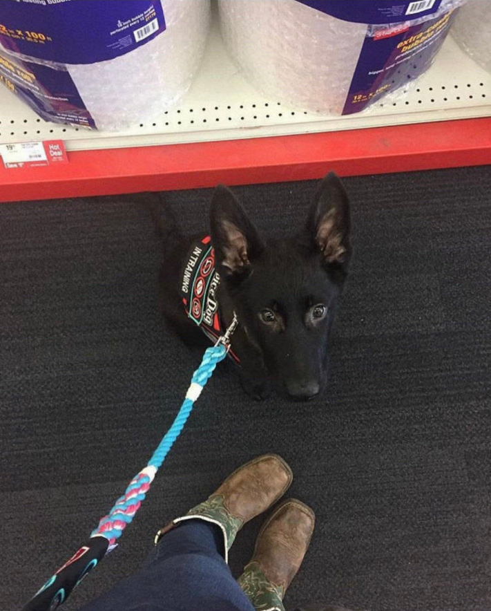 Hands Free Multifunctional Dog Leash - Luxvetco