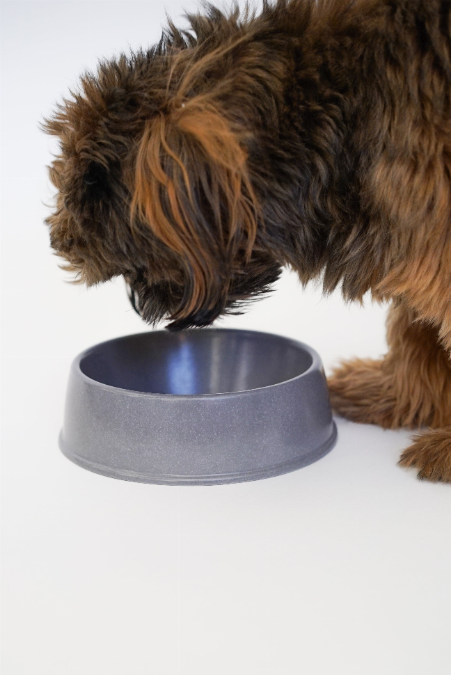Bamboo Bowls For Cats - Luxvetco