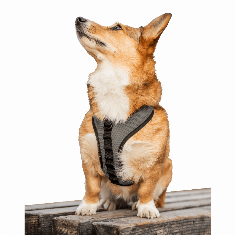 K9 Sport Harness - Luxvetco