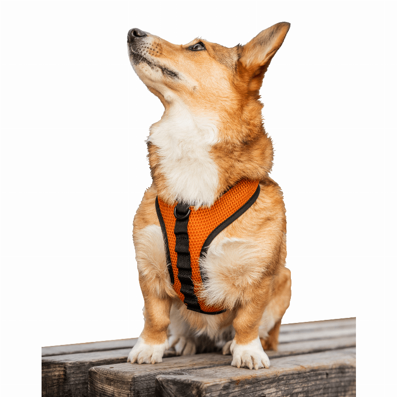 K9 Sport Harness - Luxvetco