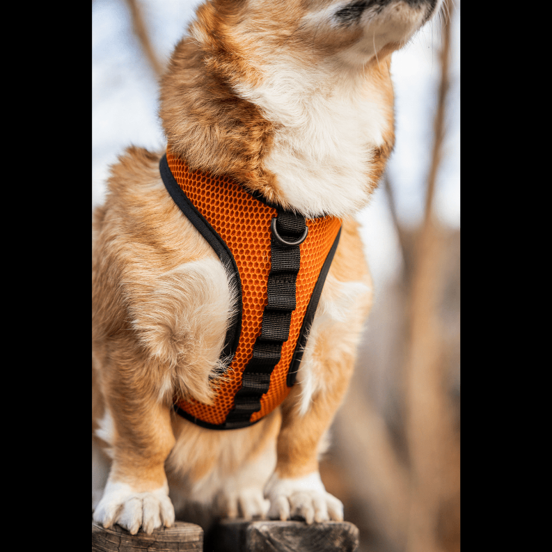 K9 Sport Harness - Luxvetco