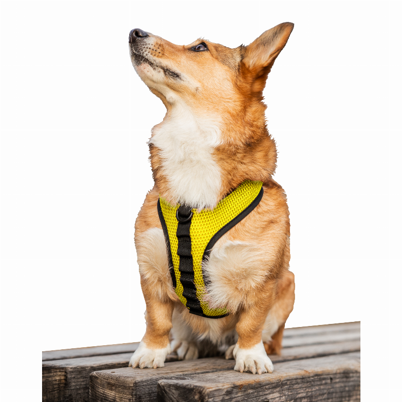 K9 Sport Harness - Luxvetco