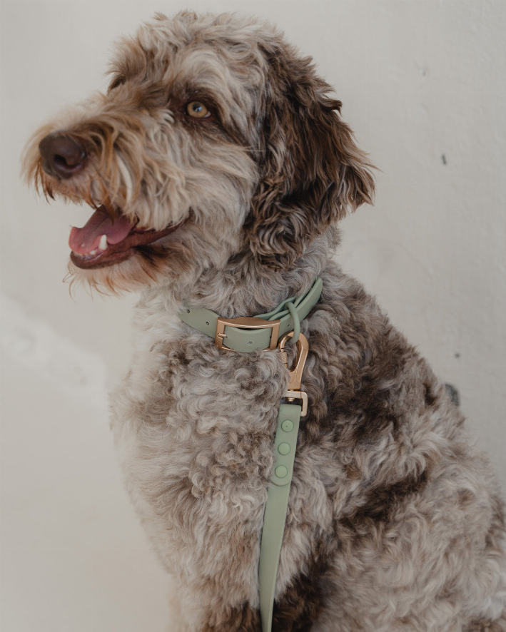 Dexypaws Waterproof Dog Collar - Luxvetco