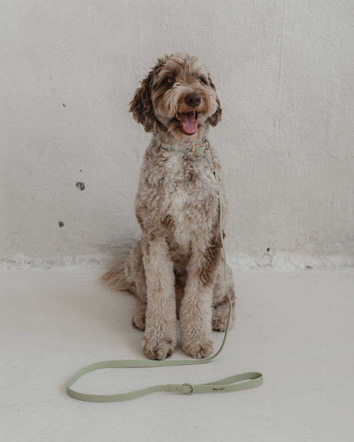 Dexypaws Waterproof Dog Collar - Luxvetco