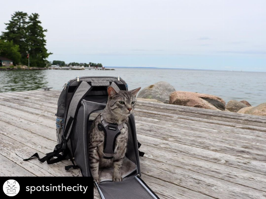 Mr. Peanut's Tahoe Series Expandable Backpack Pet Carrier - Luxvetco