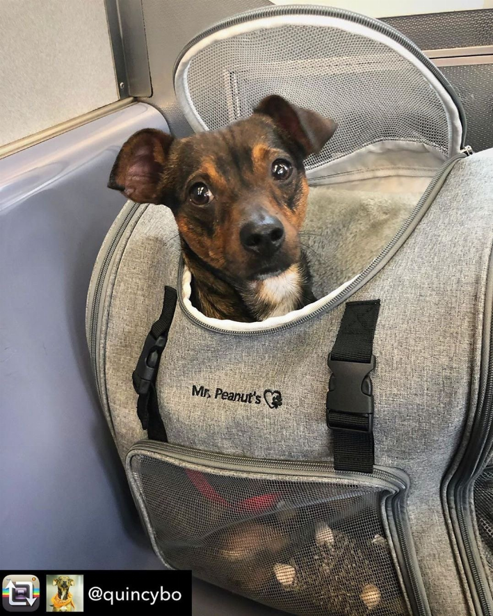 Mr. Peanut's Aspen Series Airline Capable Backpack Pet Carrier - Luxvetco