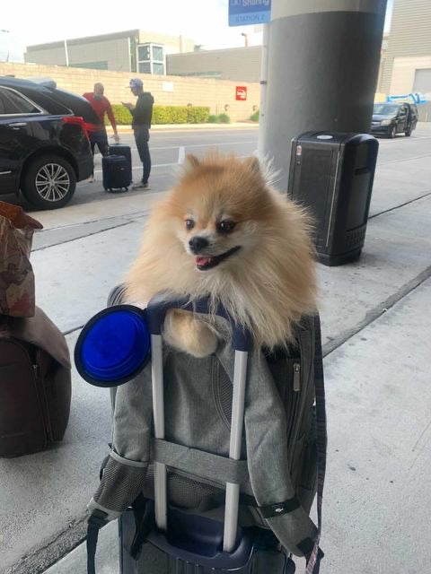 Mr. Peanut's Aspen Series Airline Capable Backpack Pet Carrier - Luxvetco