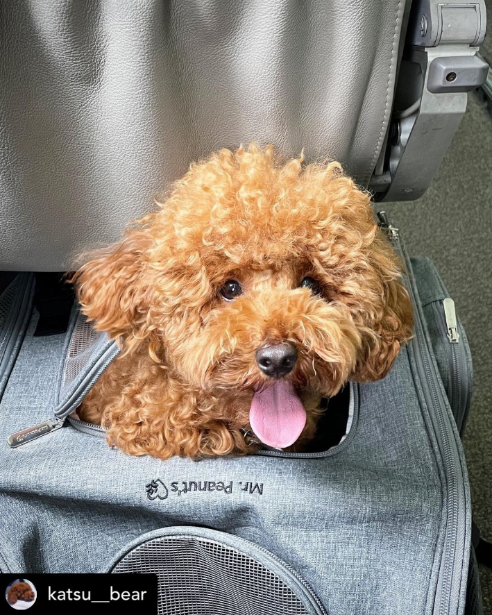 Mr. Peanut's Aspen Series Airline Capable Backpack Pet Carrier - Luxvetco