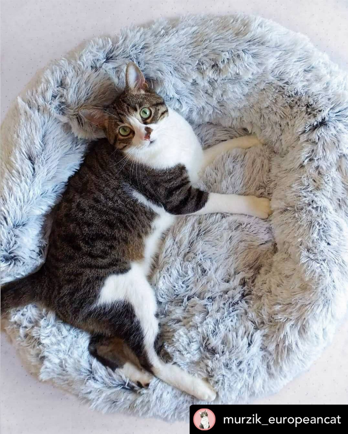 Mr. Peanut's OrthoPlush Pet Bed - Luxvetco