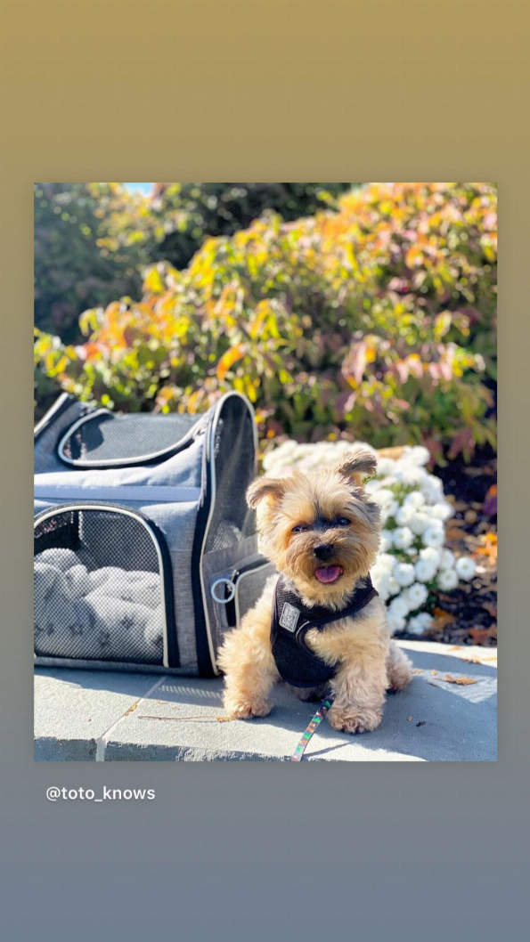 Mr. Peanut's Malibu Series Backpack Pet Carrier Stroller With Detachable Wheelbase - Luxvetco