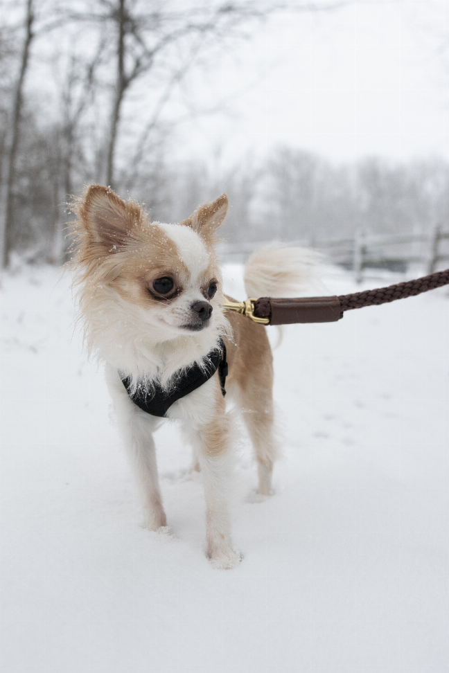 French Inspo Rope Leash - Luxvetco