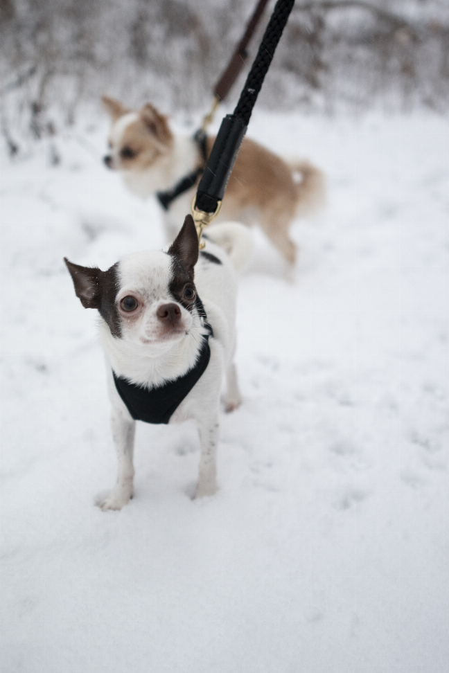 French Inspo Rope Leash - Luxvetco