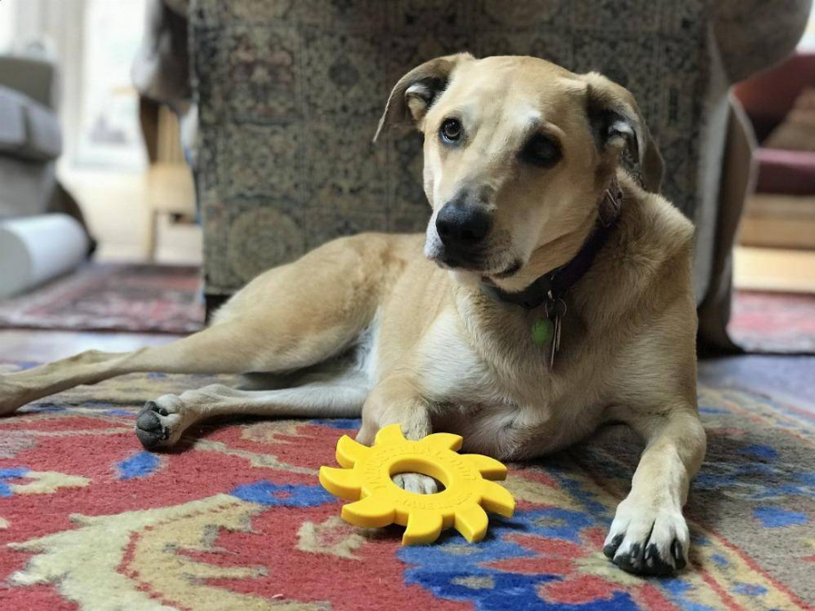 ID Circular Saw Blade  Ultra Durable Nylon Dog Chew Toy for Aggressive Chewers - Luxvetco