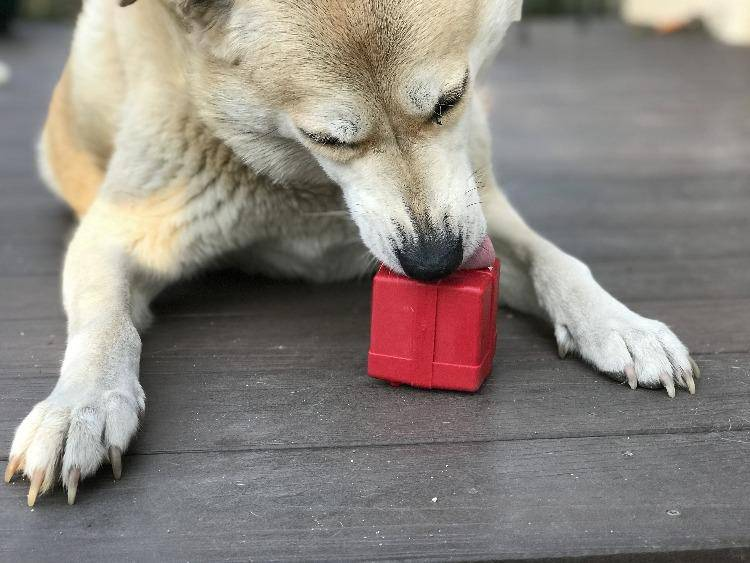 SP Gift Box Durable Rubber Chew Toy & Treat Dispenser - Luxvetco
