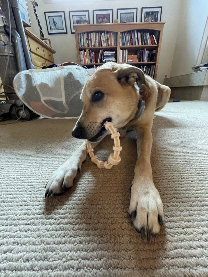 SP Honey Bone Chicken Flavored Teething Ring for Aggressive Chewers - Luxvetco
