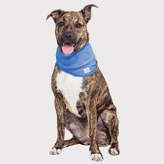 GF Pet  Ice Band  for Summer Months! - Luxvetco