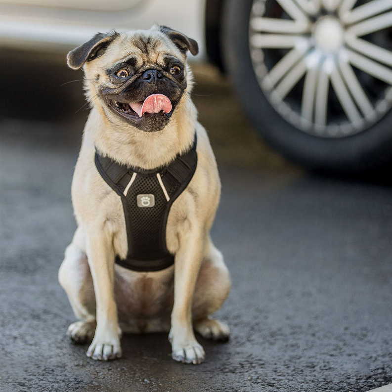 GF Pet  Travel Harness - Luxvetco