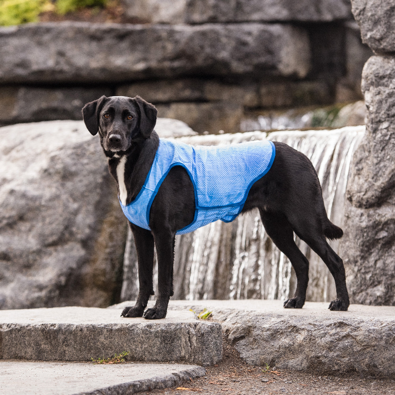 GF Pet ElastoFit Ice Vest - Luxvetco