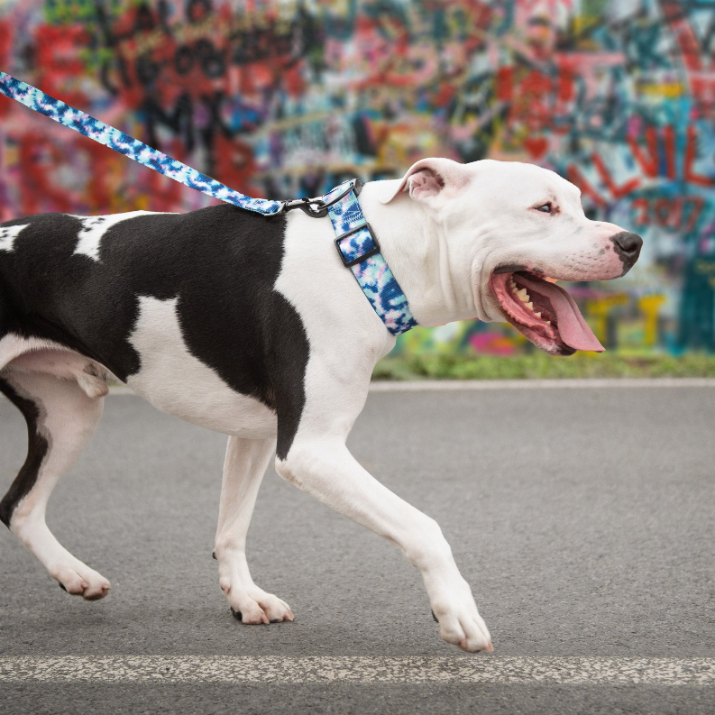 GF Pet  Printed Collar - Luxvetco