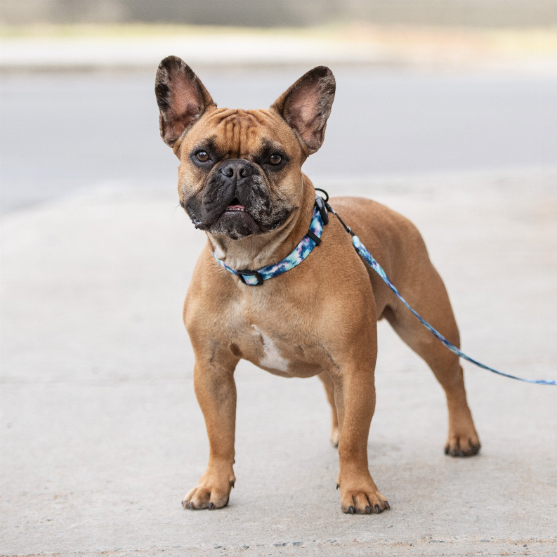GF Pet  Printed Collar - Luxvetco