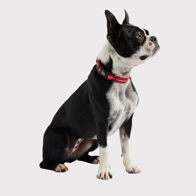 GF Pet  Reflective Collar - Luxvetco