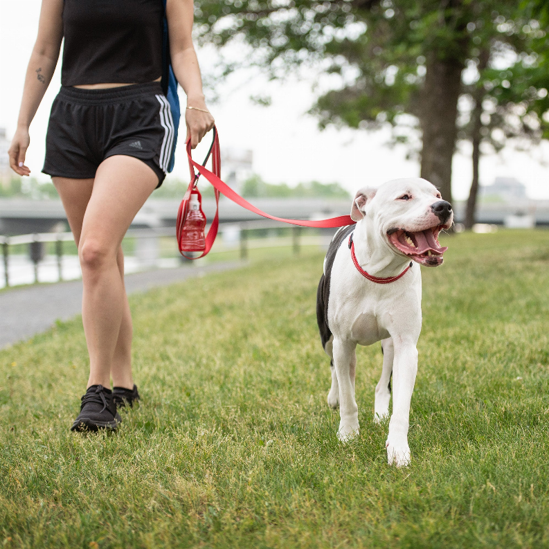 GF Pet  Reflective Collar - Luxvetco