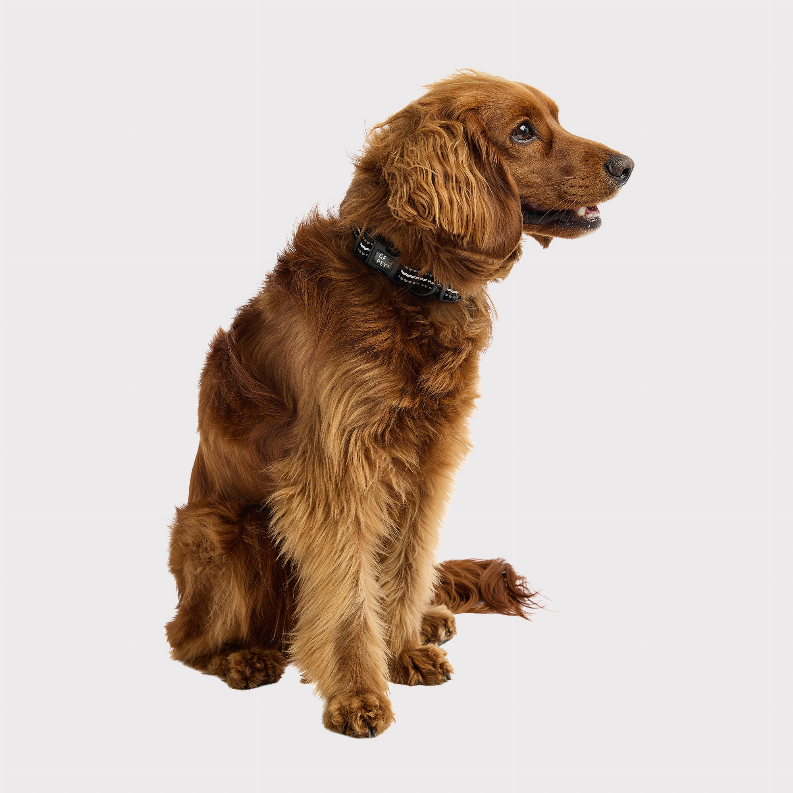 GF Pet  Reflective Collar - Luxvetco