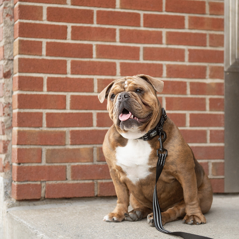 GF Pet  Reflective Collar - Luxvetco