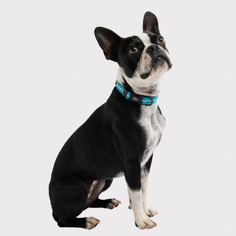 GF Pet  Reflective Collar - Luxvetco