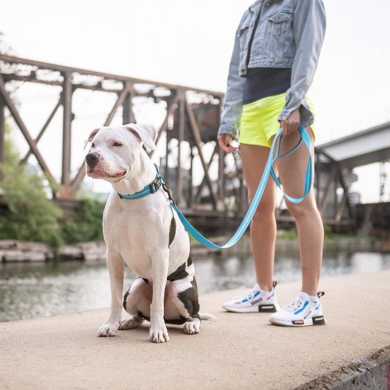 GF Pet  Reflective Collar - Luxvetco