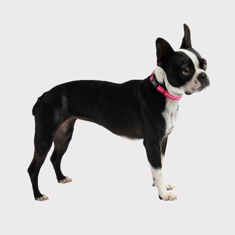 GF Pet  Reflective Collar - Luxvetco