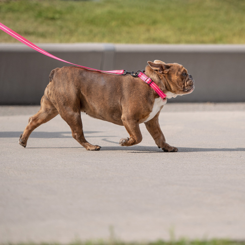 GF Pet  Reflective Collar - Luxvetco
