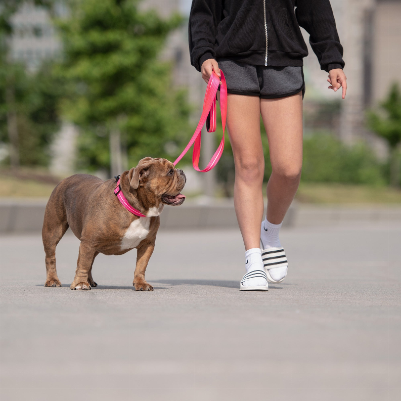 GF Pet  Reflective Collar - Luxvetco
