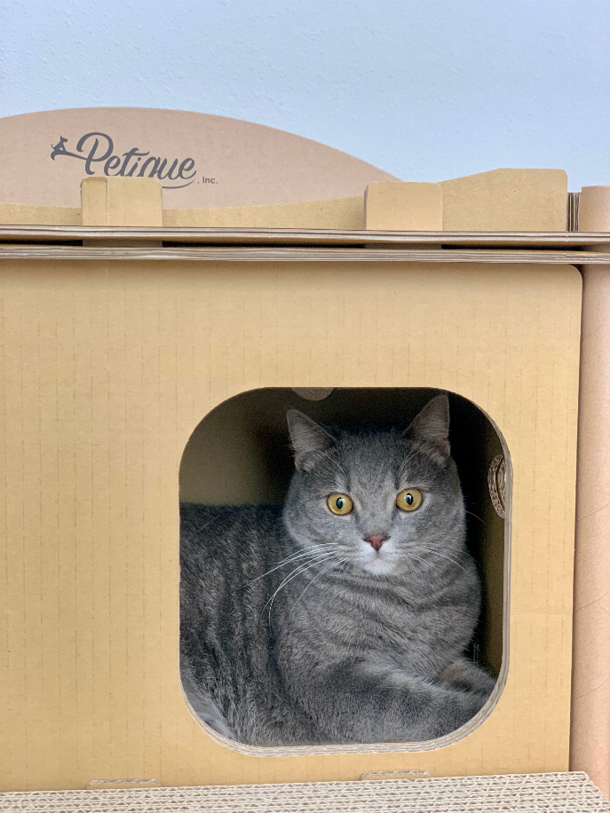 Petique Feline Villa - Luxvetco