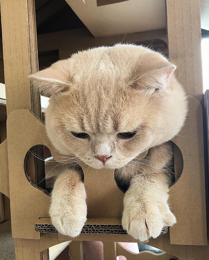Feline Chateau Cat House - Luxvetco