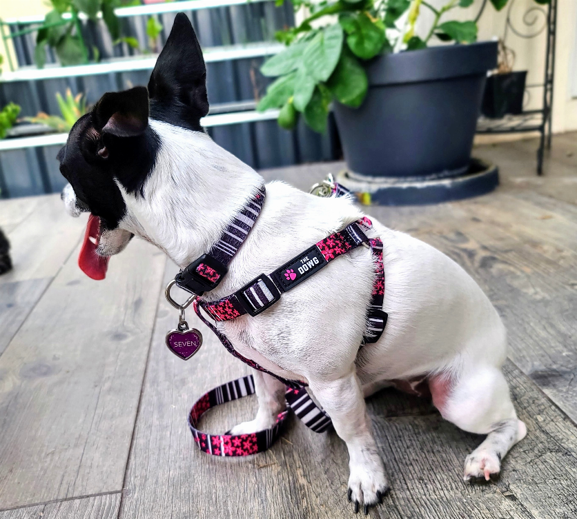 The Dowg Dog Harness - Luxvetco