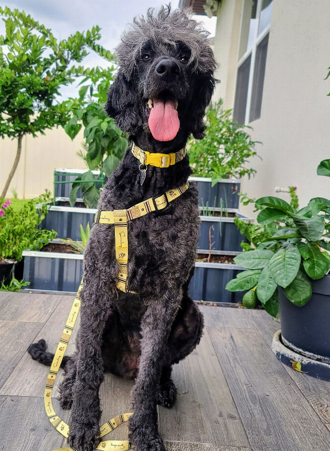 The Dowg Dog Harness - Luxvetco