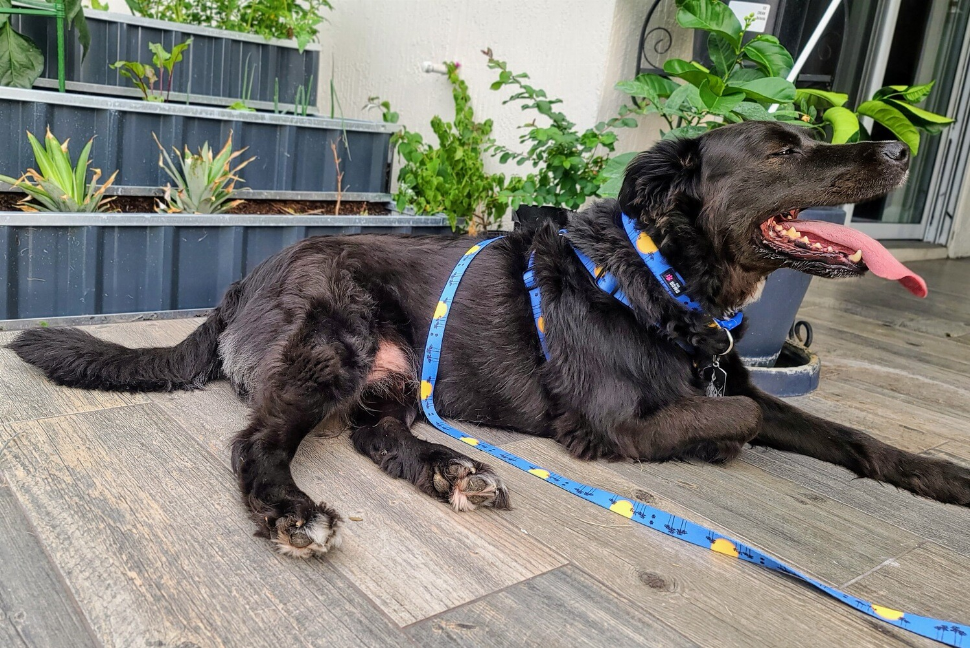 The Dowg Dog Harness - Luxvetco