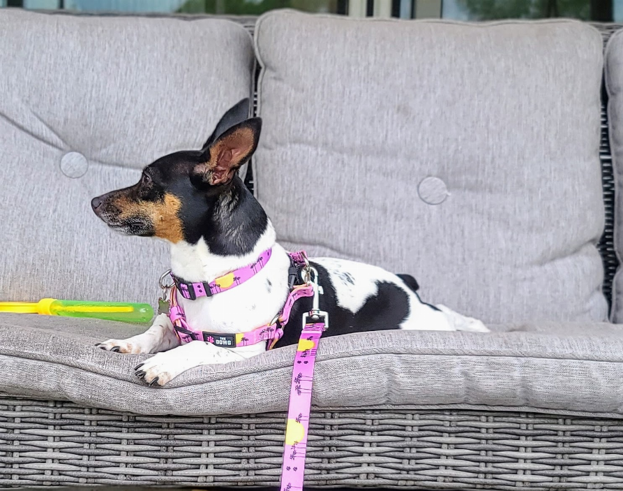 The Dowg Dog Harness - Luxvetco